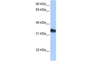 Western Blotting (WB) image for anti-Dead End Homolog 1 (DND1) antibody (ABIN2462364) (DND1 antibody)