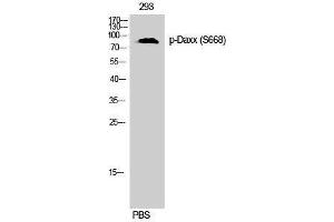 Western Blotting (WB) image for anti-Death-Domain Associated Protein (DAXX) (pSer668) antibody (ABIN3182511) (DAXX antibody  (pSer668))