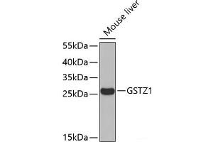 Western blot analysis of extracts of Mouse liver using GSTZ1 Polyclonal Antibody. (GSTZ1 antibody)