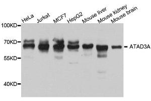 Western blot analysis of extracts of various cell lines, using ATAD3A antibody. (ATAD3A antibody  (AA 1-240))