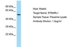 Image no. 1 for anti-Reticulon 4 Receptor-Like 1 (RTN4RL1) (AA 331-380) antibody (ABIN6750227) (RTN4RL1 antibody  (AA 331-380))