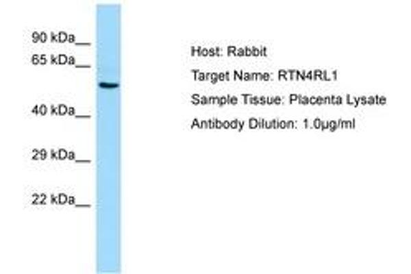 RTN4RL1 antibody  (AA 331-380)