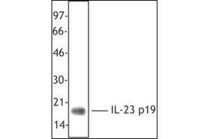 Western Blotting (WB) image for anti-Interleukin 23, alpha subunit p19 (IL23A) antibody (ABIN614363) (IL23A antibody)