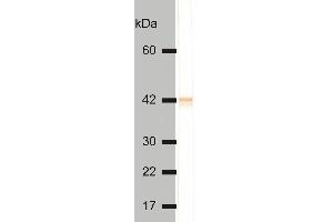 Detectionof cytokeratin 18 in HeLa cell lysate by mouse monoclonal antibody DC-10 . (Cytokeratin 18 antibody)