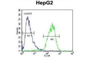 Flow cytometric analysis of HepG2 cells (right histogram) compared to a negative control cell (left histogram) using Cholinephosphotransferase 1  Antibody (N-term), followed byFITC-conjugated goat-anti-rabbit secondary antibodies. (CHPT1 antibody  (N-Term))