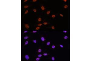 Immunofluorescence analysis of U-2 OS cells using SRSF7 antibody (ABIN7270548) at dilution of 1:100. (SFRS7 antibody  (AA 60-120))