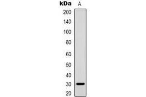 Western blot analysis of Inhibin beta C expression in OVCAR3 (A) whole cell lysates. (INHBC antibody)