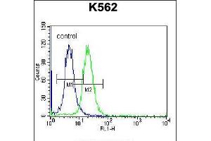 Flow cytometric analysis of K562 cells (right histogram) compared to a negative control cell (left histogram). (FSHB antibody  (AA 36-64))