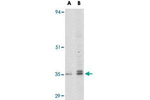 Western blot analysis of GPR3 in EL4 cell lysate with GPR3 polyclonal antibody  at (A) 1 and (B) 2 ug/mL . (GPR3 antibody  (C-Term))