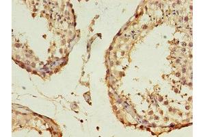 Immunohistochemistry of paraffin-embedded human testis tissue using ABIN7157832 at dilution of 1:100 (B3GNT5 antibody  (AA 65-344))