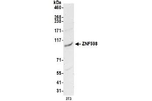 Western Blotting (WB) image for anti-Zinc Finger Protein 598 (ZNF598) (AA 375-425) antibody (ABIN7453019) (ZNF598 antibody  (AA 375-425))