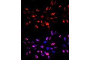 Immunofluorescence analysis of NIH-3T3 cells using Phospho-Histone H3-T45 Rabbit pAb (ABIN7267692) at dilution of 100 (40x lens). (Histone 3 antibody  (H3T45p))
