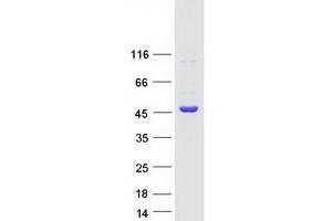 Validation with Western Blot (STRAP Protein (Myc-DYKDDDDK Tag))