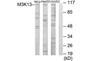 Western Blotting (WB) image for anti-Mitogen-Activated Protein Kinase Kinase Kinase 13 (MAP3K13) (AA 151-200) antibody (ABIN2889320) (MAP3K13 antibody  (AA 151-200))