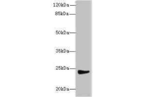 Western blot All lanes: MRPL22 antibody at 12 μg/mL + SH-SY5Y whole cell lysate Secondary Goat polyclonal to rabbit IgG at 1/10000 dilution Predicted band size: 24, 14, 15 kDa Observed band size: 24 kDa