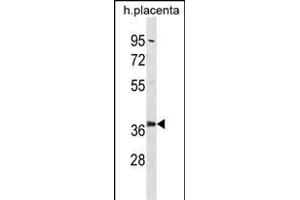 PSMD6 Antibody (Center) (ABIN1881700 and ABIN2839094) western blot analysis in human placenta tissue lysates (35 μg/lane). (PSMD6 antibody  (AA 154-182))