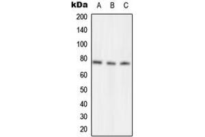 Western blot analysis of NSF expression in MCF7 (A), Raw264. (NSF antibody  (Center))
