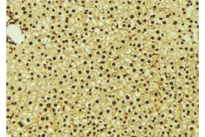 ABIN6276988 at 1/100 staining Mouse liver tissue by IHC-P. (NR1I3 antibody  (Internal Region))