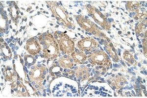 Human kidney (BSDC1 antibody  (N-Term))
