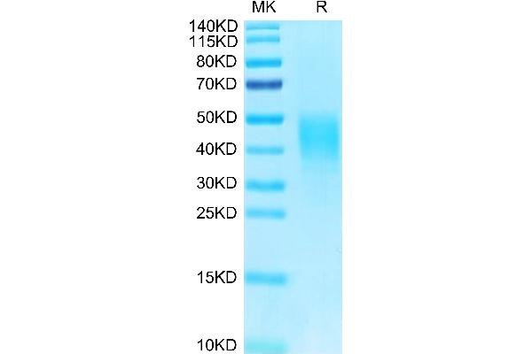 CLEC12A Protein (AA 65-265) (His-Avi Tag,Biotin)