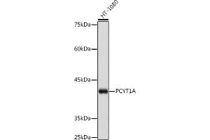 Western blot analysis of extracts of K-562 cells, using PCYT1A Rabbit mAb (ABIN7269275) at 1:1000 dilution. (PCYT1A antibody)