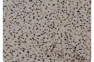 ABIN6273137 at 1/100 staining Mouse liver tissue by IHC-P. (MECP2 antibody  (C-Term))