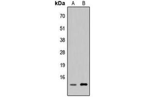 Western blot analysis of p311 expression in HEK293T (A), H9C2 (B) whole cell lysates. (NREP antibody  (Center))