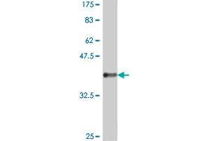 Western Blot detection against Immunogen (36. (NFKBIL2 antibody  (AA 1-97))