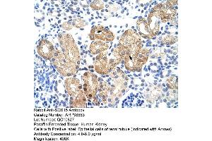 Human kidney (SOX15 antibody  (Middle Region))