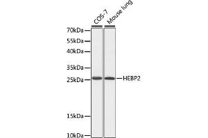 Western blot analysis of extracts of various cell lines, using HEBP2 antibody (ABIN7267604) at 1:1000 dilution. (HEBP2 antibody  (AA 1-205))