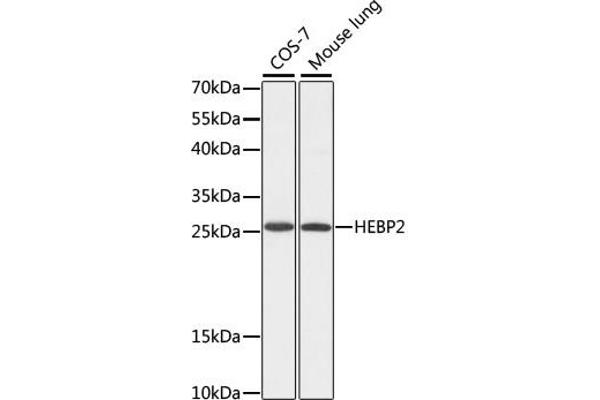 HEBP2 Antikörper  (AA 1-205)
