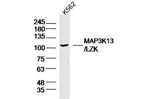 K562 lysates probed with MAP3K13 Polyclonal Antibody, Unconjugated  at 1:300 overnight at 4˚C. (MAP3K13 antibody  (AA 801-900))