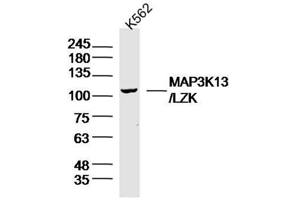 MAP3K13 抗体  (AA 801-900)