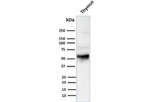 Western Blot Analysis of human Thymus tissue lysate using Cytokeratin 10 Mouse Monoclonal Antibody (LH2). (Keratin 10 antibody)