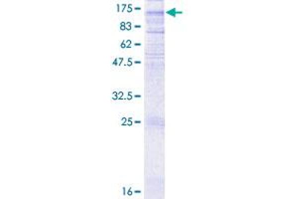 GRM7 Protein (AA 1-915) (GST tag)