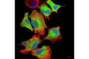 Immunofluorescence (IF) image for anti-Colony Stimulating Factor 3 (Granulocyte) (CSF3) (AA 1-207) antibody (ABIN5542306)