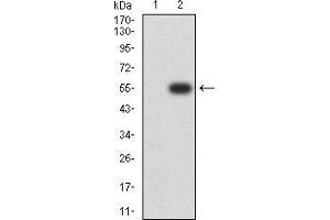 Western blot analysis using GH1 mAb against HEK293 (1) and GH1 (AA: 1-217)-hIgGFc transfected HEK293 (2) cell lysate. (Growth Hormone 1 antibody  (AA 1-217))