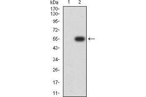 Western blot analysis using GH1 mAb against HEK293 (1) and GH1 (AA: 1-217)-hIgGFc transfected HEK293 (2) cell lysate. (Growth Hormone 1 antibody  (AA 1-217))