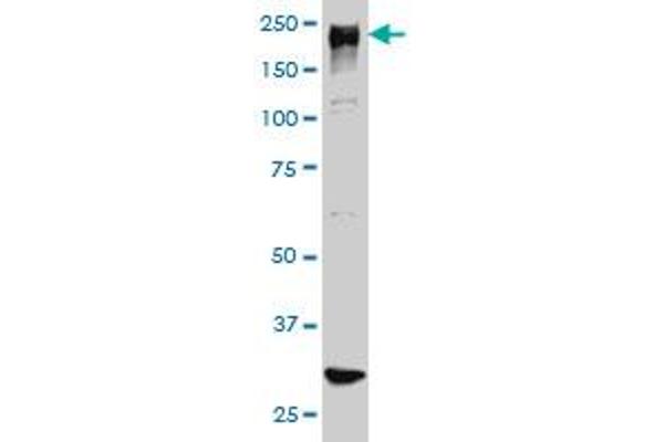 ARID1B antibody  (AA 1364-1460)