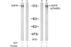 Image no. 1 for anti-Epidermal Growth Factor Receptor (EGFR) (pThr693) antibody (ABIN196927) (EGFR antibody  (pThr693))