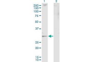 Western Blot analysis of JAZF1 expression in transfected 293T cell line by JAZF1 MaxPab polyclonal antibody. (JAZF1 antibody  (AA 1-243))