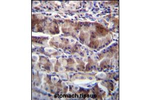 NRSN2 Antibody (C-term) (ABIN656599 and ABIN2845860) immunohistochemistry analysis in formalin fixed and paraffin embedded human stomach tissue followed by peroxidase conjugation of the secondary antibody and DAB staining.