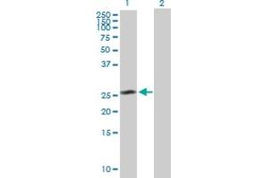 HAUS2 antibody  (AA 1-235)