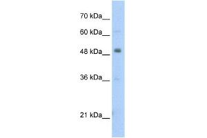 WB Suggested Anti-PBX3 Antibody Titration:  2. (PBX3 antibody  (N-Term))