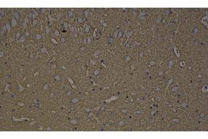 Immunohistochemistry analysis of paraffin-embedded rat brain using GAP43 Polyclonal Antibody at dilution of 1:300. (GAP43 antibody)