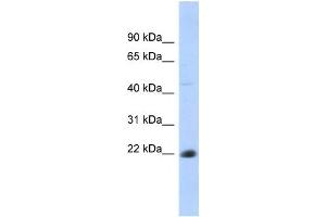 Western Blotting (WB) image for anti-CD40 (CD40) antibody (ABIN2458616) (CD40 antibody)