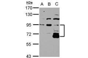 Image no. 1 for anti-DIS3-Like Exonuclease 2 (DIS3L2) (Internal Region) antibody (ABIN1496026) (DIS3L2 antibody  (Internal Region))