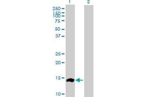 Western Blot analysis of CCL24 expression in transfected 293T cell line by CCL24 MaxPab polyclonal antibody.