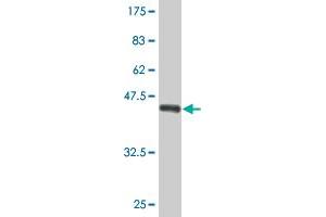 Western Blot detection against Immunogen (36. (AMPD2 antibody  (AA 86-185))