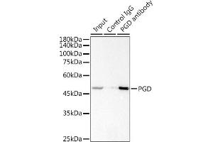 Immunoprecipitation analysis of 300 μg extracts of Jurkat cells using 3 μg PGD antibody (ABIN7269315). (PGD antibody)